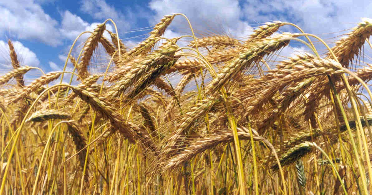 lo que se oculta bajo el sol: El ciclo del trigo. Su cultivo y recogida.-