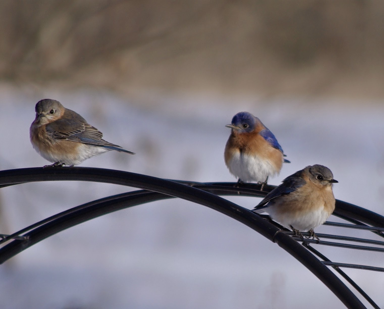 sweetbay Bluebirds in the Snow