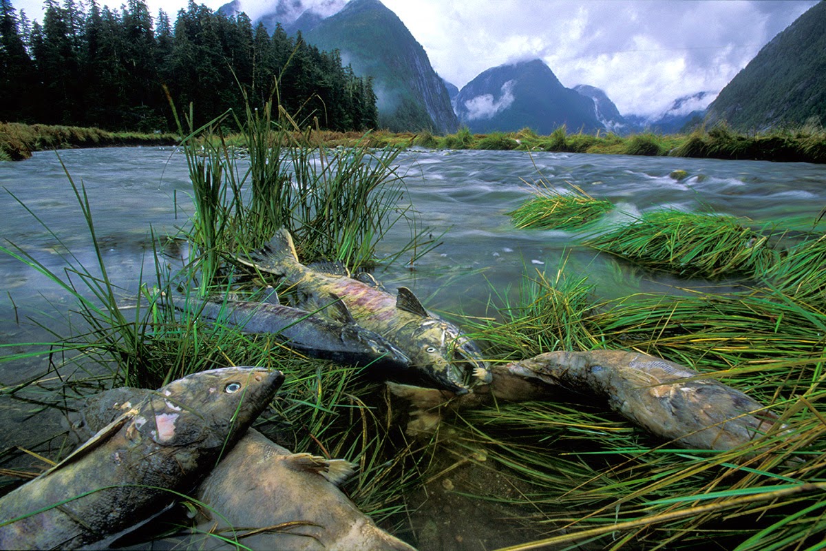 What is ACID RAIN its effects and how to stop it.