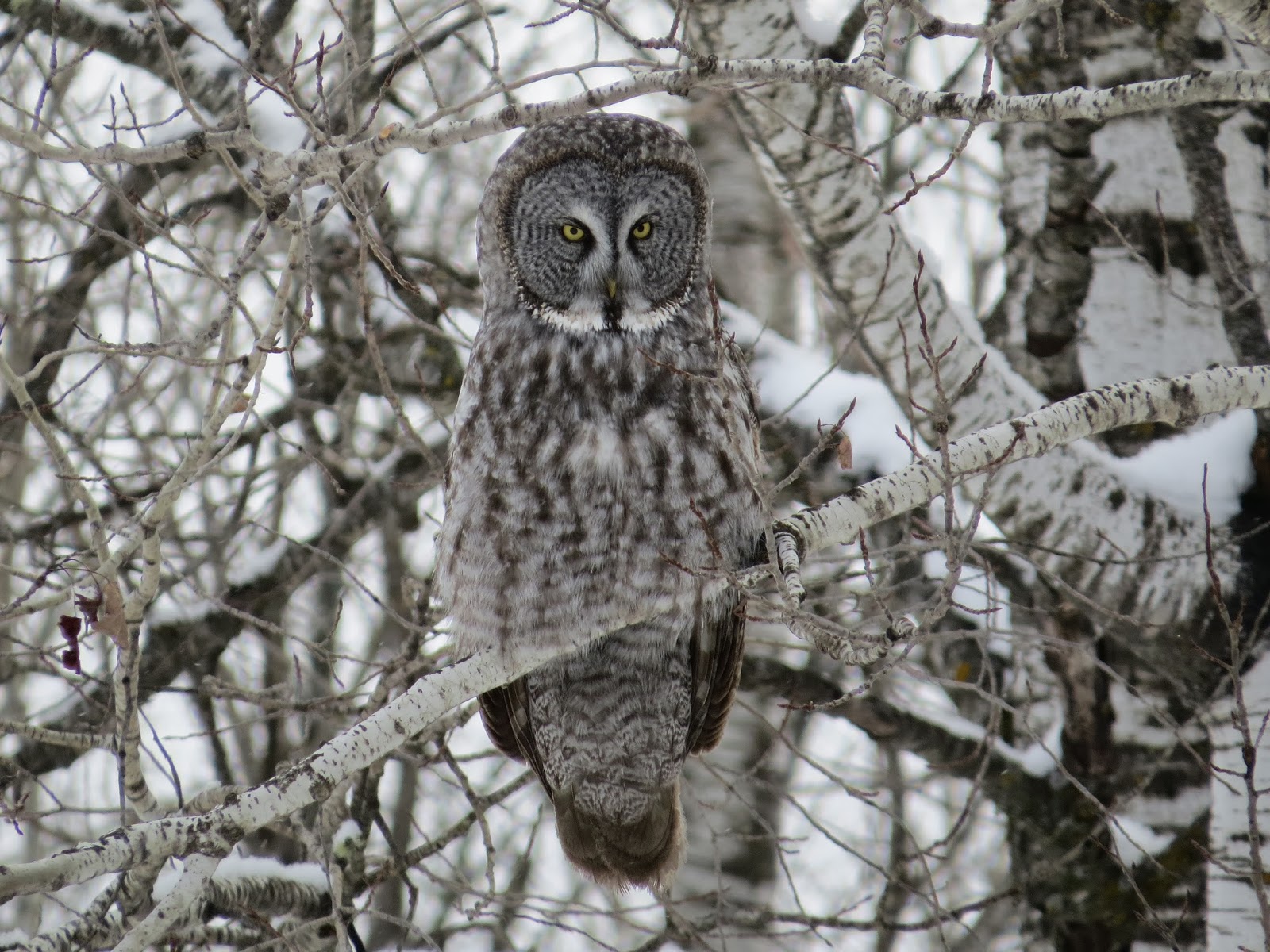 Birding Is Fun! Northern Owl Mania in Minnesota