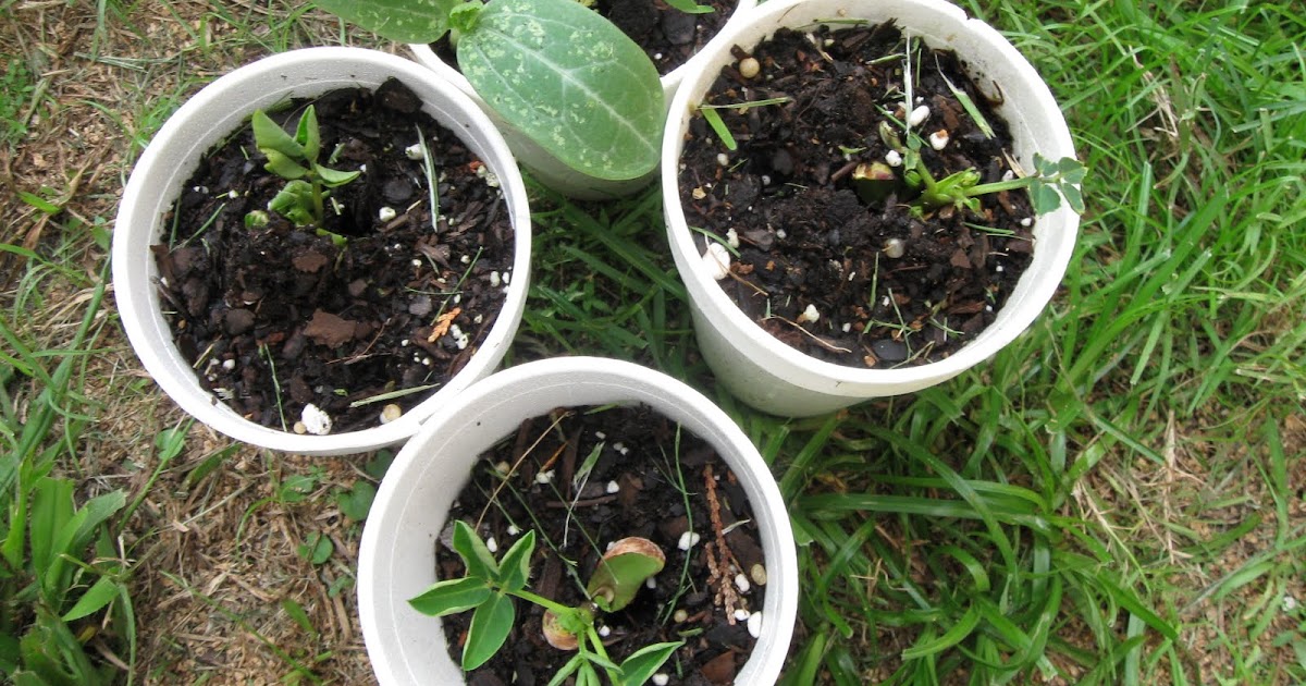 Growing Food in Florida Grow peanuts from a grocery store bag