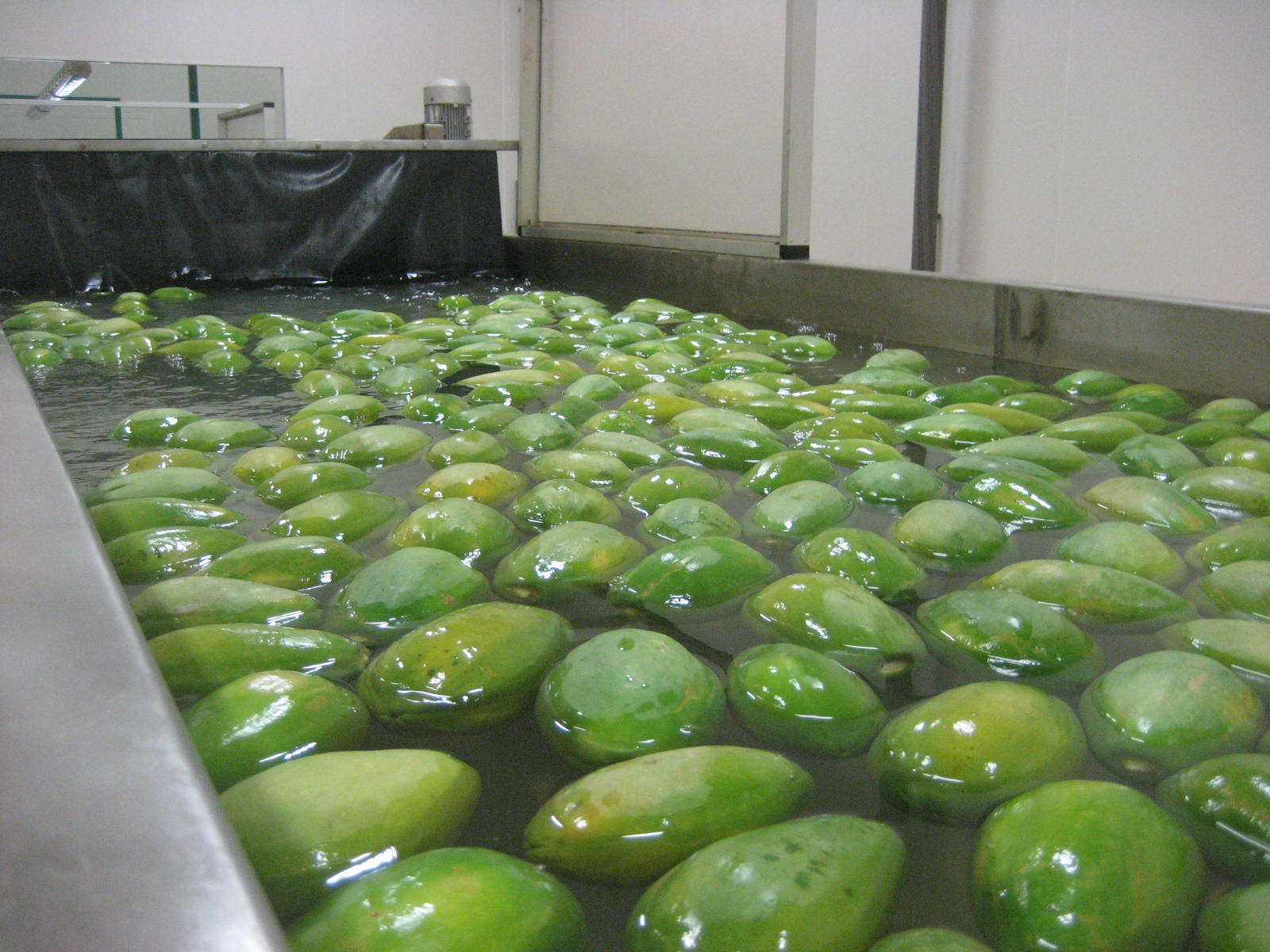 Anim Agriculture Technology PAPAYA POST HARVEST