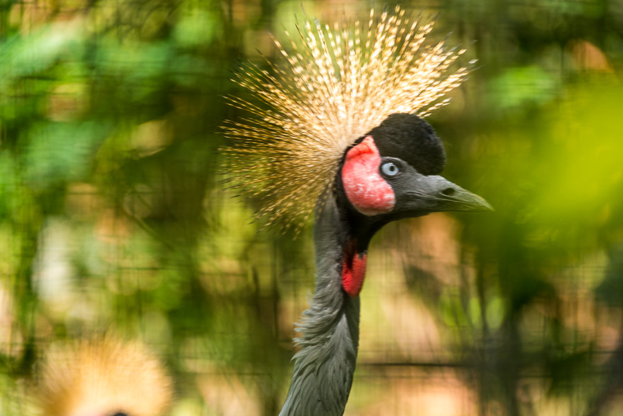 Chiang Mai Zoo. Part one.