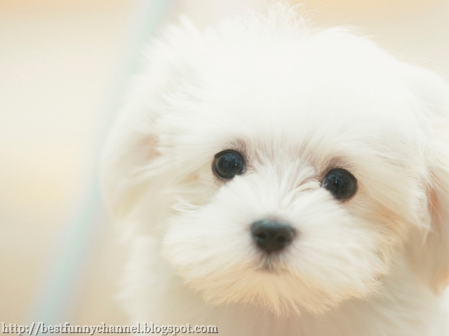 Beautiful white puppy