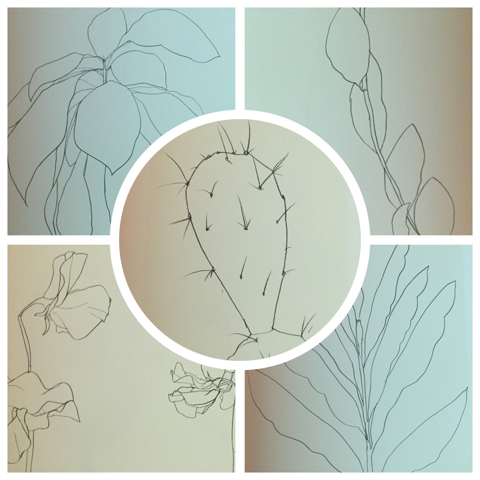 Ellsworth Kelly plant drawings