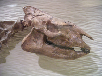 craneo de Heptodon