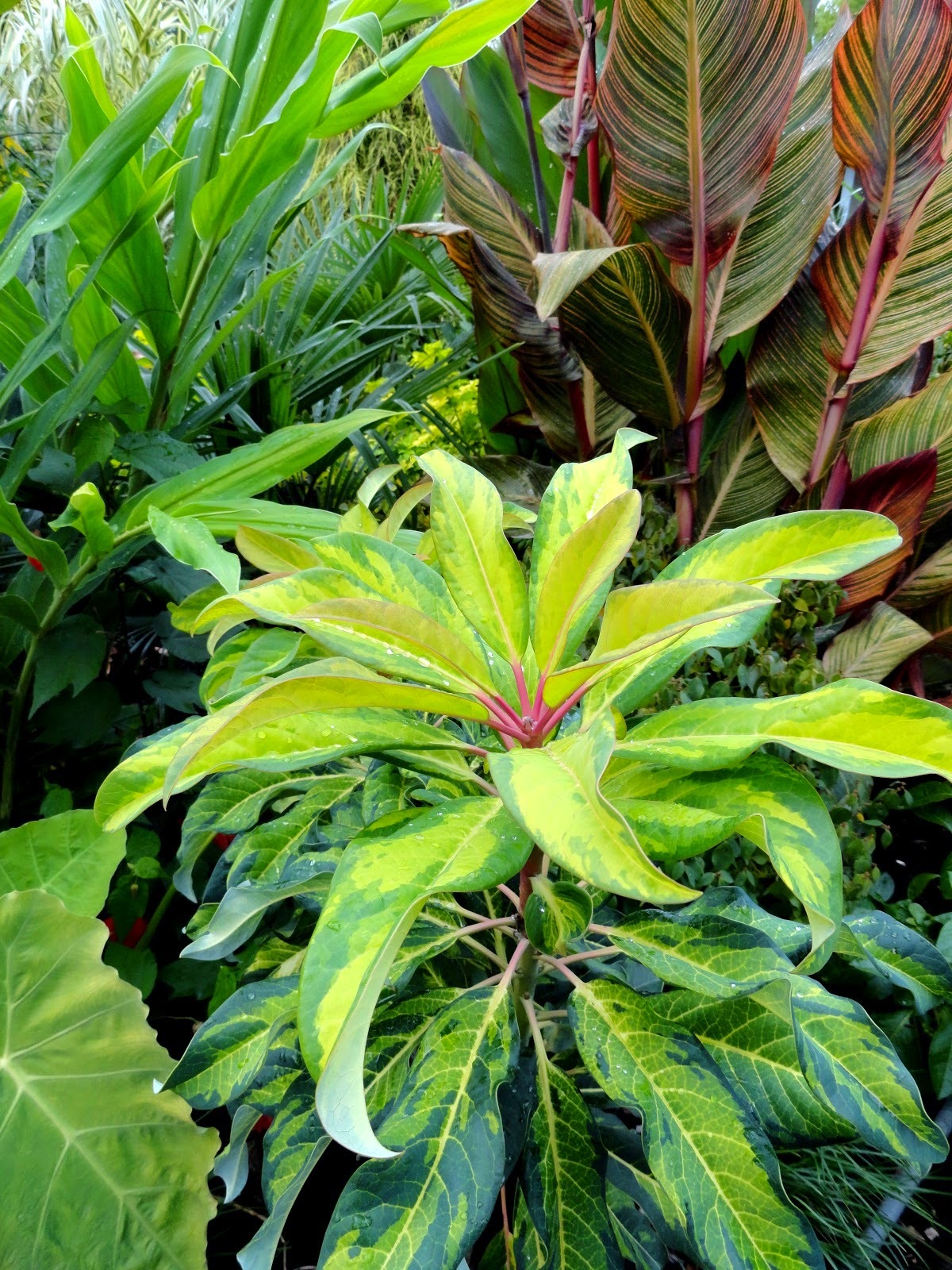 Alternative Eden Favourite Plant Of The Week Pittosporum Tobira