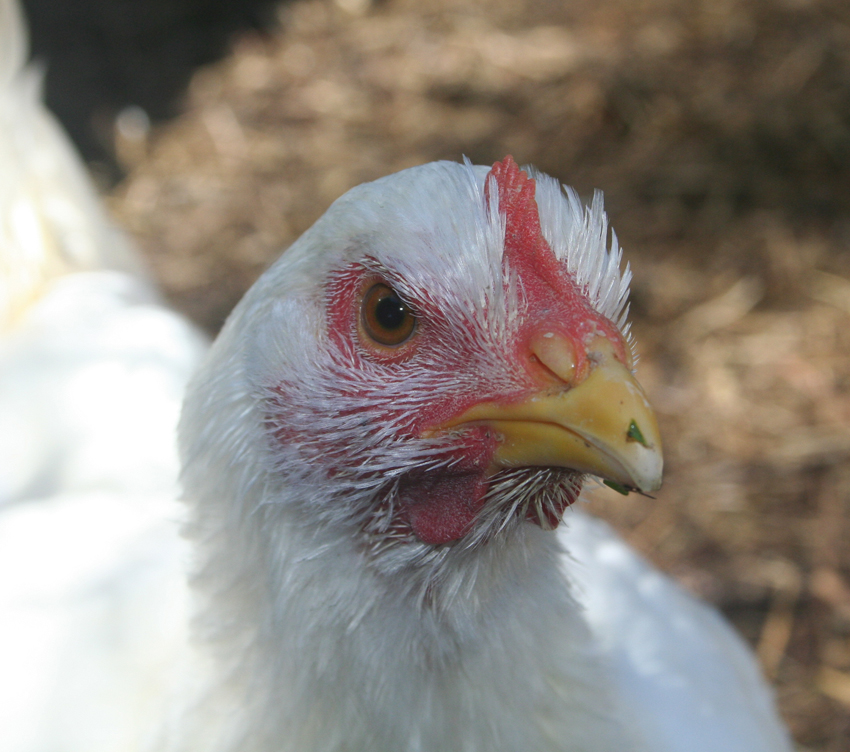 the natural chicken Feeding lupins to poultry some observations (and