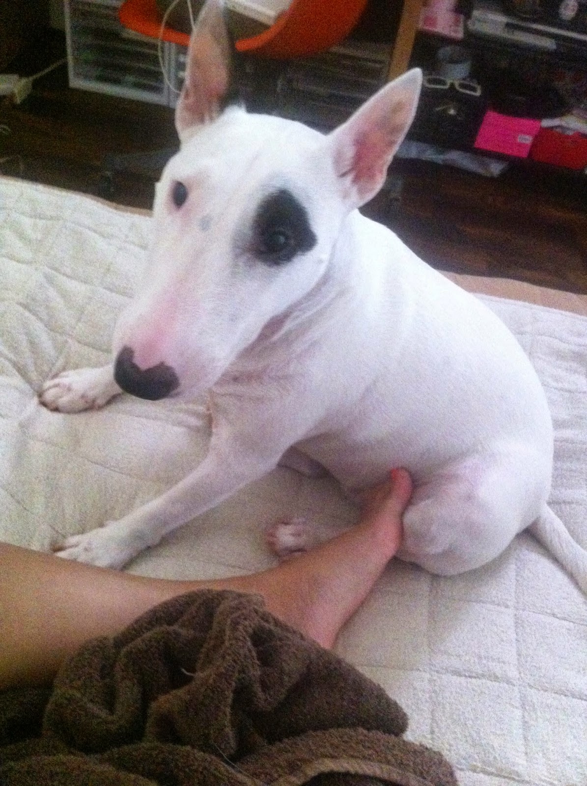 Image result for ç¬ bull terrier ç§ã®ãããã§ç ã£ã¦ãã