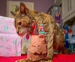 Kucing-tertua-didunia Kucing-tertua-didunia