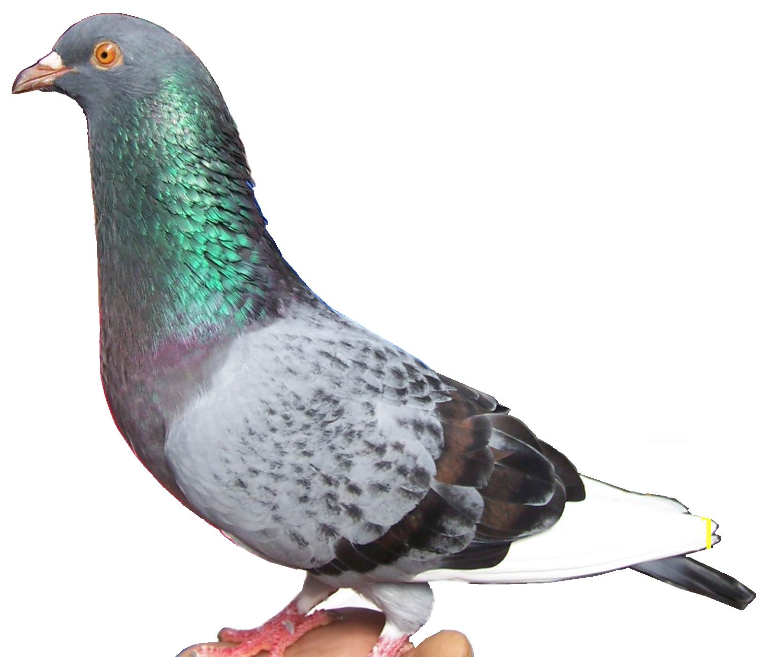 Pigeon