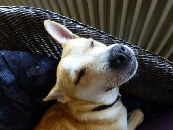 ドイツ釣りにんげん Angeln Auf Japanisch 犬の飼い主免許 ドイツで導入