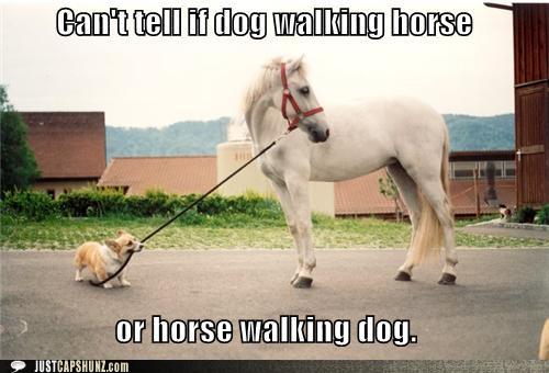 the modern equestrian the meme ing equestrian funny captions cant tell if dog walking horse or horse walking dog the modern equestrian the meme ing equestrian
