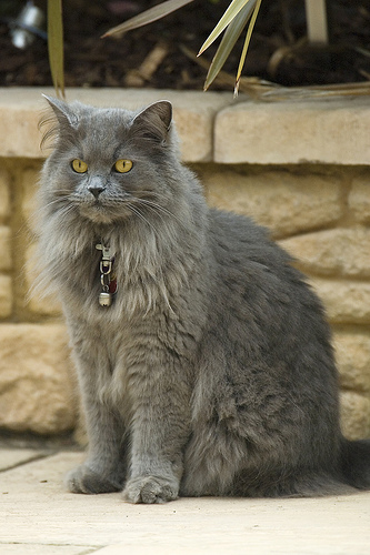 Long Haired Gray Cat Breeds Long Haired Gray Cat Breeds