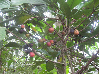 pokok koko