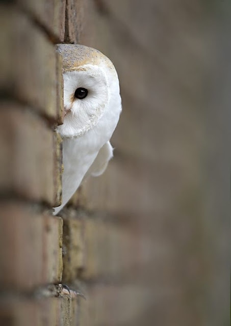 Collection of Beautiful Birds in Action