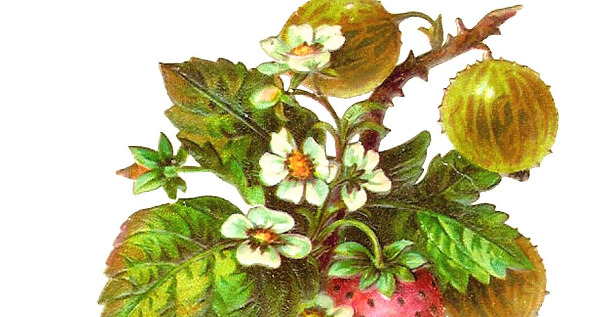 Antique Images: Free Fruit Clip Art: Strawberries and Gooseberries on Branches with Flowers