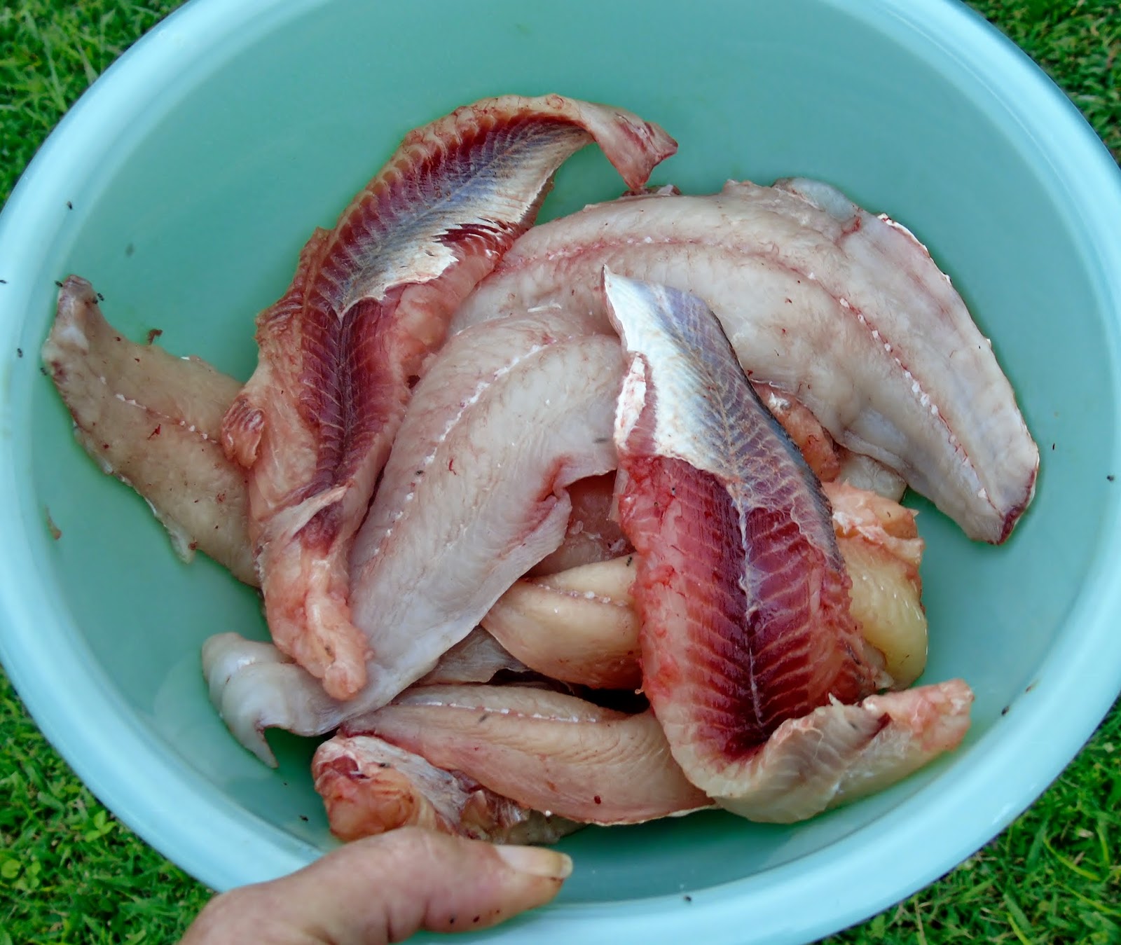 My Backyard Saltwater Catfish Good to Eat?