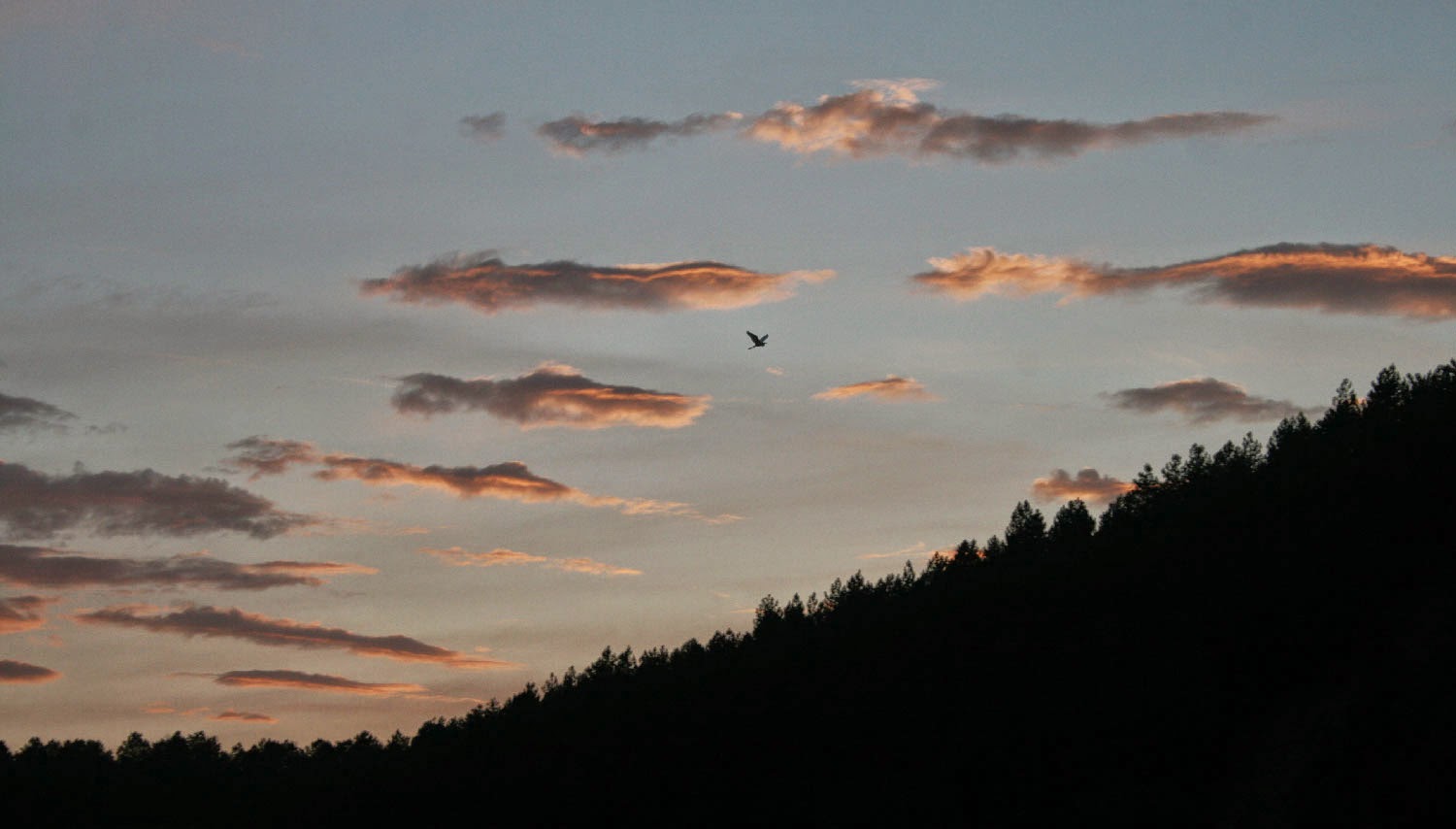 Fluffy clouds and a stork Fluffy clouds and a stork