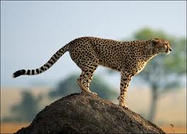 Cheetah Facts - Pets Cute and Docile