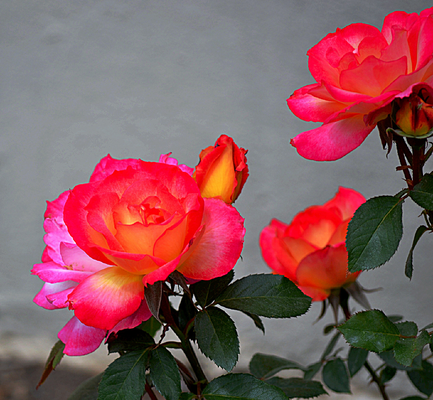 Hip Suburban White Guy Some Pretty Flowers From Unity Village