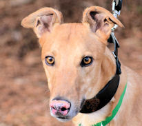 Southeastern Greyhound Adoption