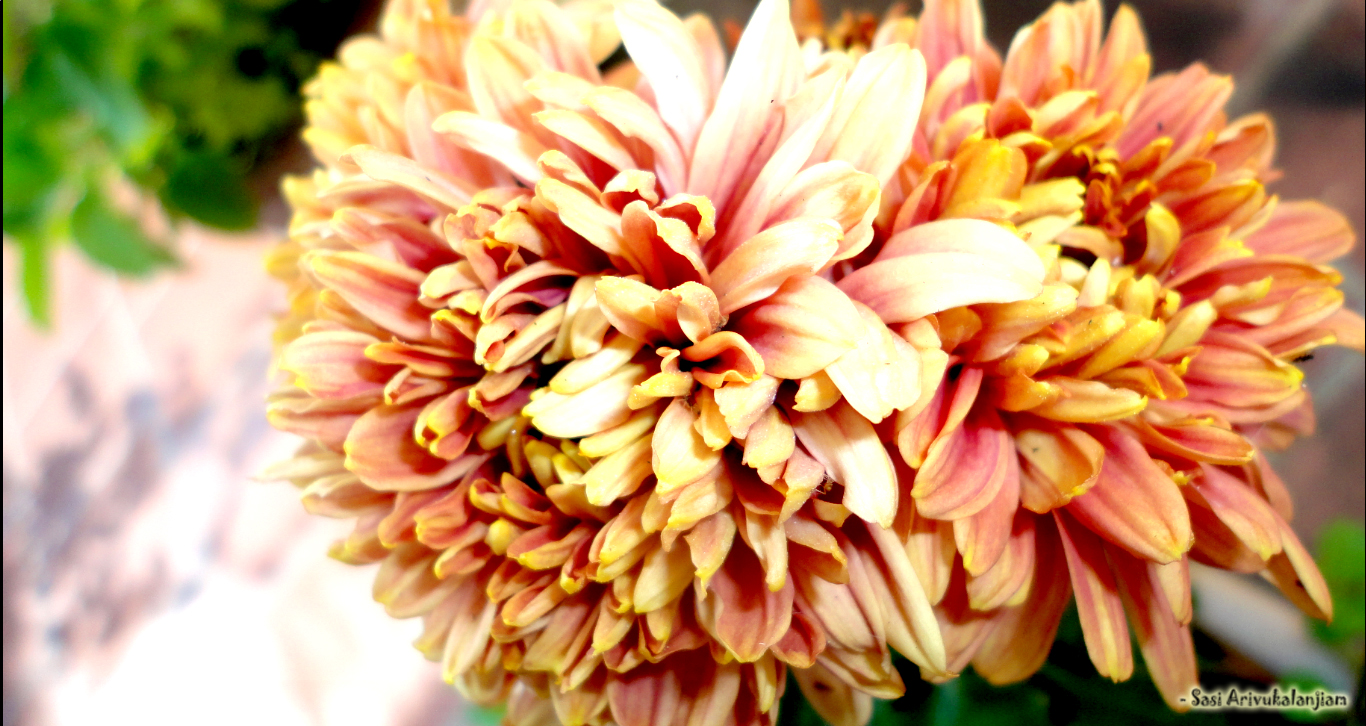 saamanthi Chrysanthemum Marigold Ionic Bendz