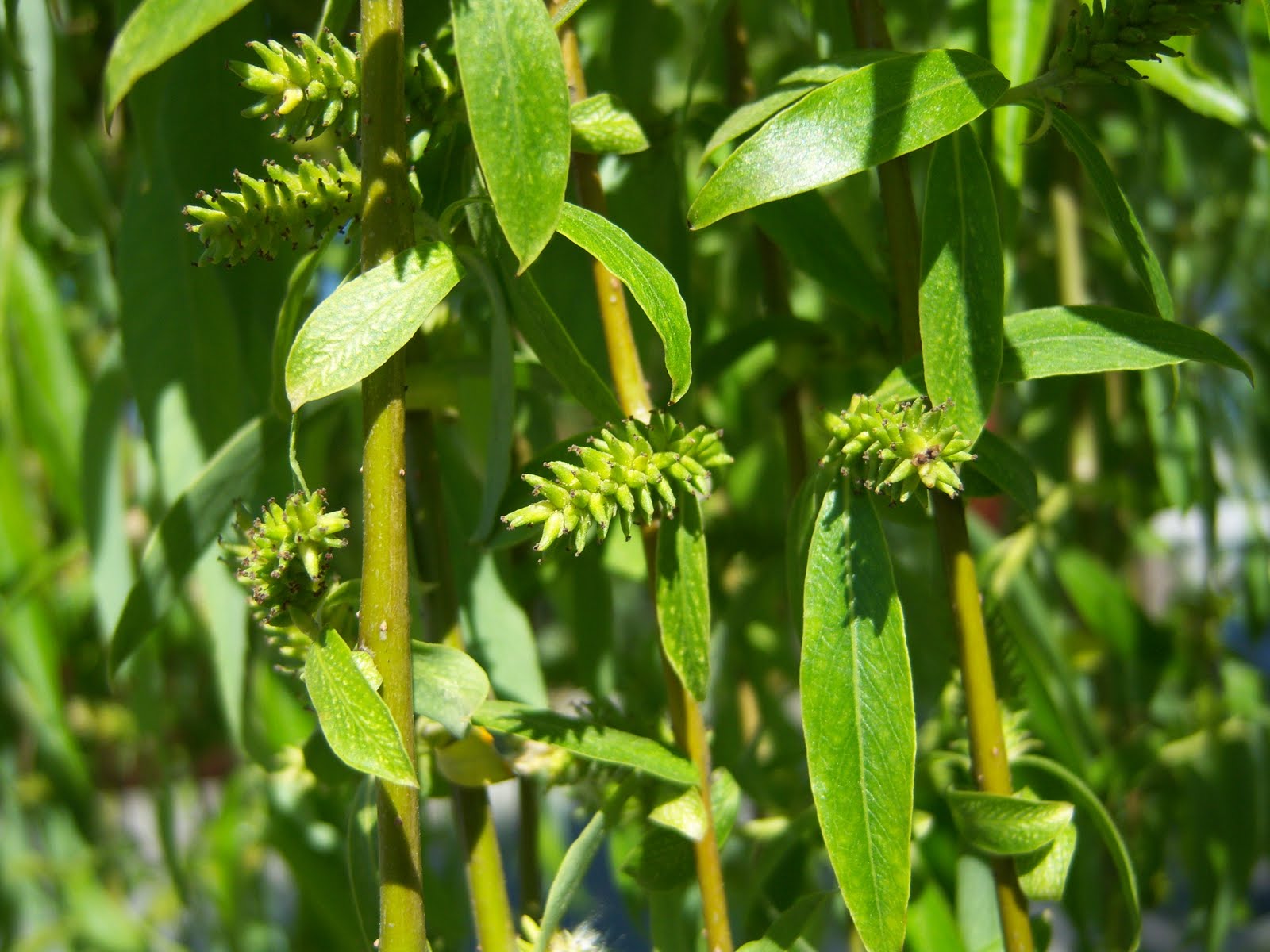SAUCE LLORON BOTÀNIC SERRAT