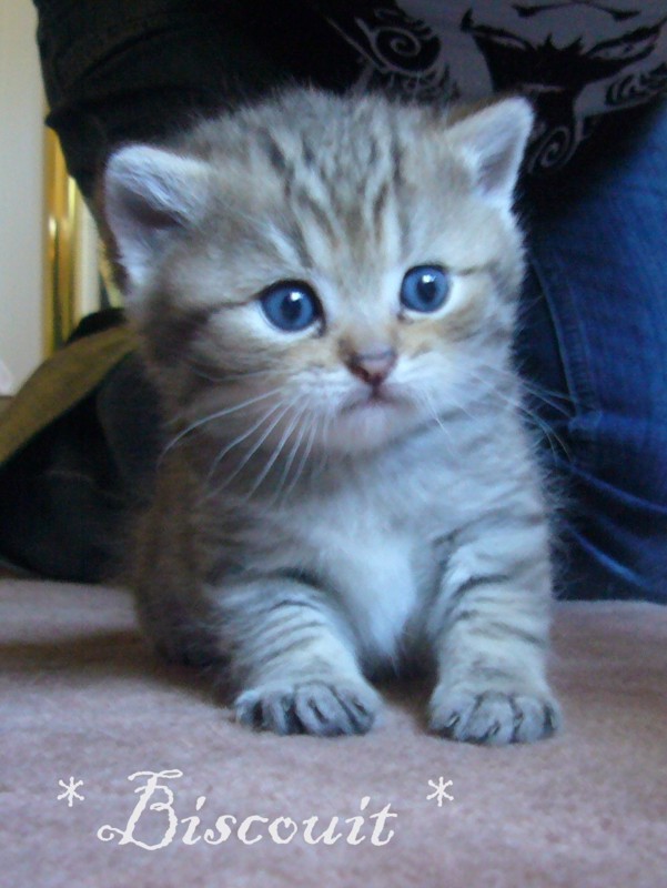 Si Silverbuttons Cattery Of Silver And Golden Shaded British