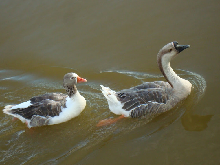 Lagoa Armênia