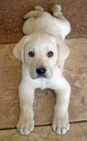 are labs and golden retrievers the same saved by dogs golden retriever really a better breed than the labrador are labs and golden retrievers the same saved by dogs golden retriever really a better breed than the labrador
