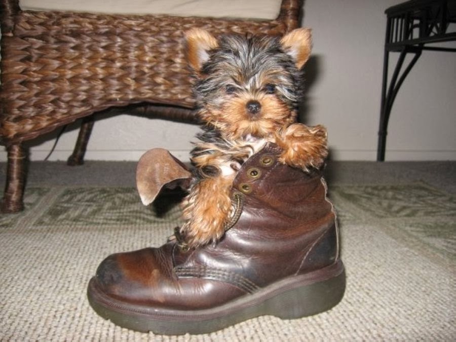 12 Adorable Puppies Who Can't Figure out What They Are Doing in Long