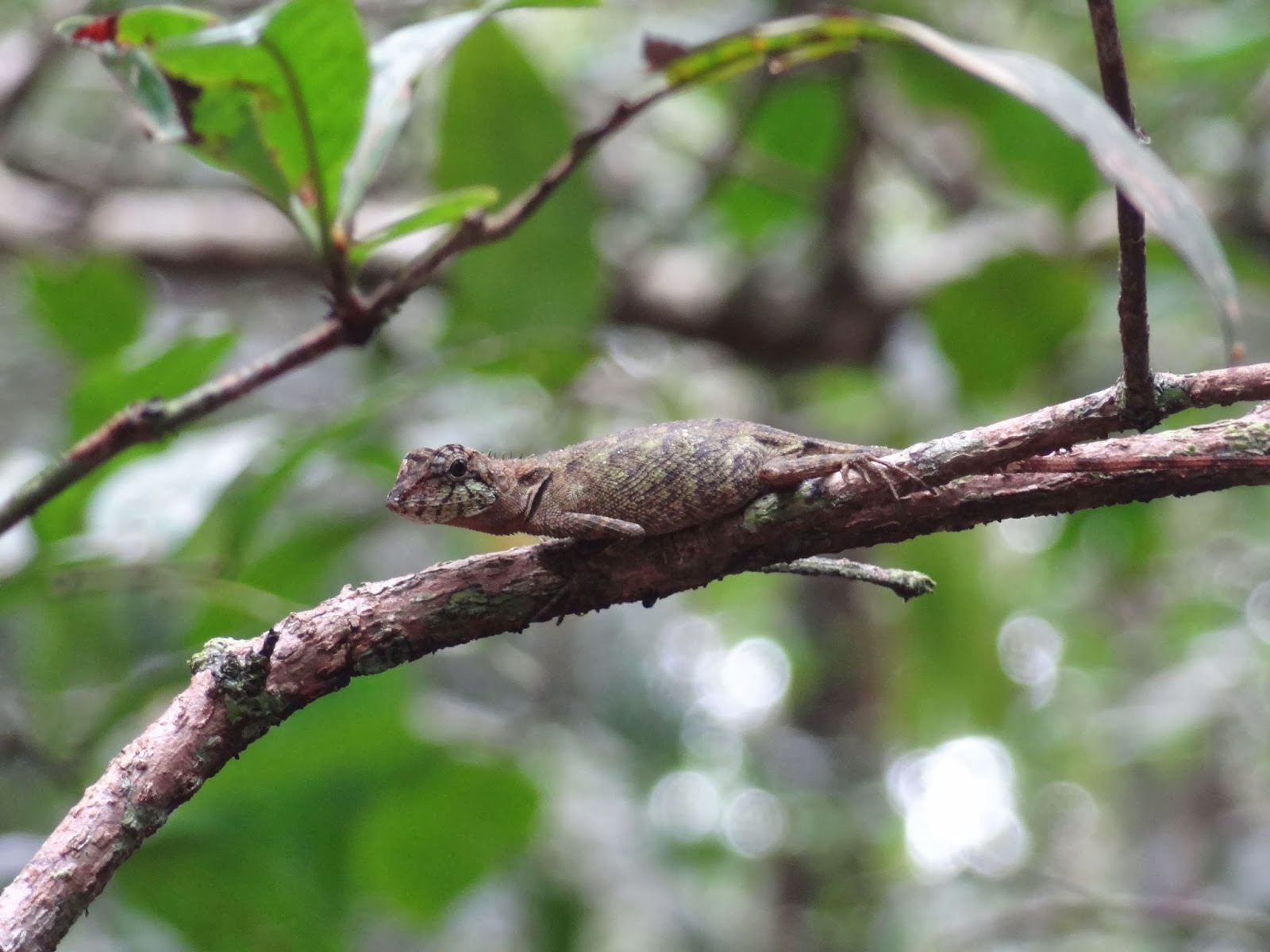 VISWANATH S: SEETHANADI-HEBRI-2013