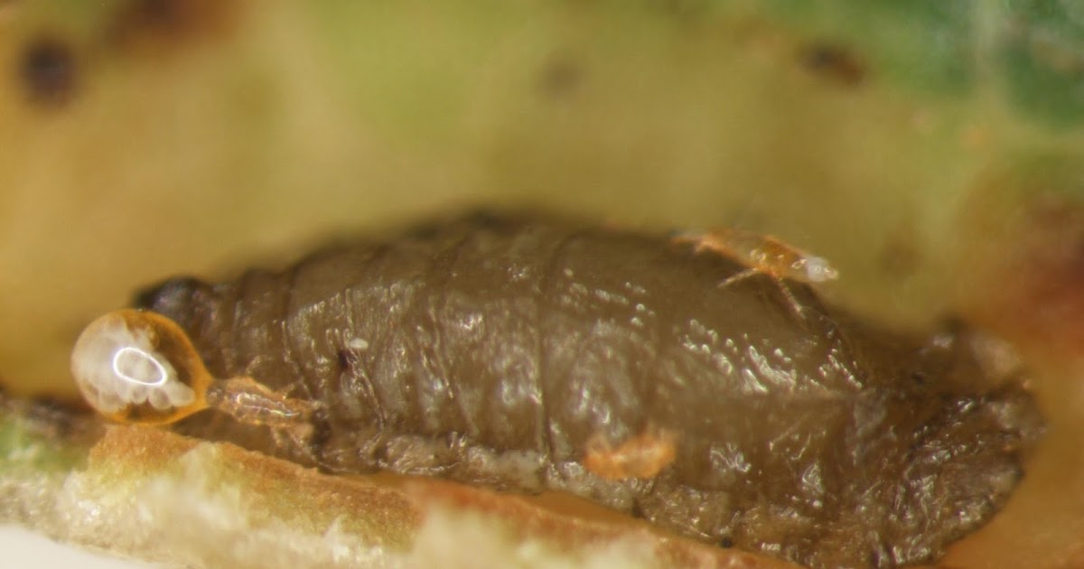 Insects in the City Biting mite makes a fall appearance