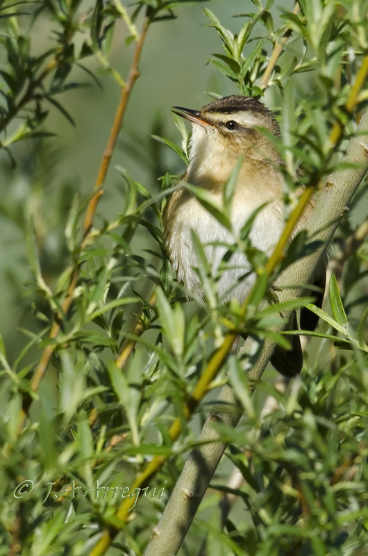 Carricerín común, Acrocephalus schoenobaenus, Sedge Warbler Carricerín común, Acrocephalus schoenobaenus, Sedge Warbler