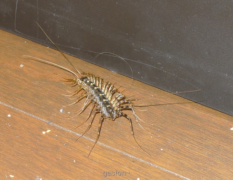Tipos+De+Cien+Pies Tipos De Cien Pies http://ponjaponja.blogspot.com/2011/07/entomologia ...