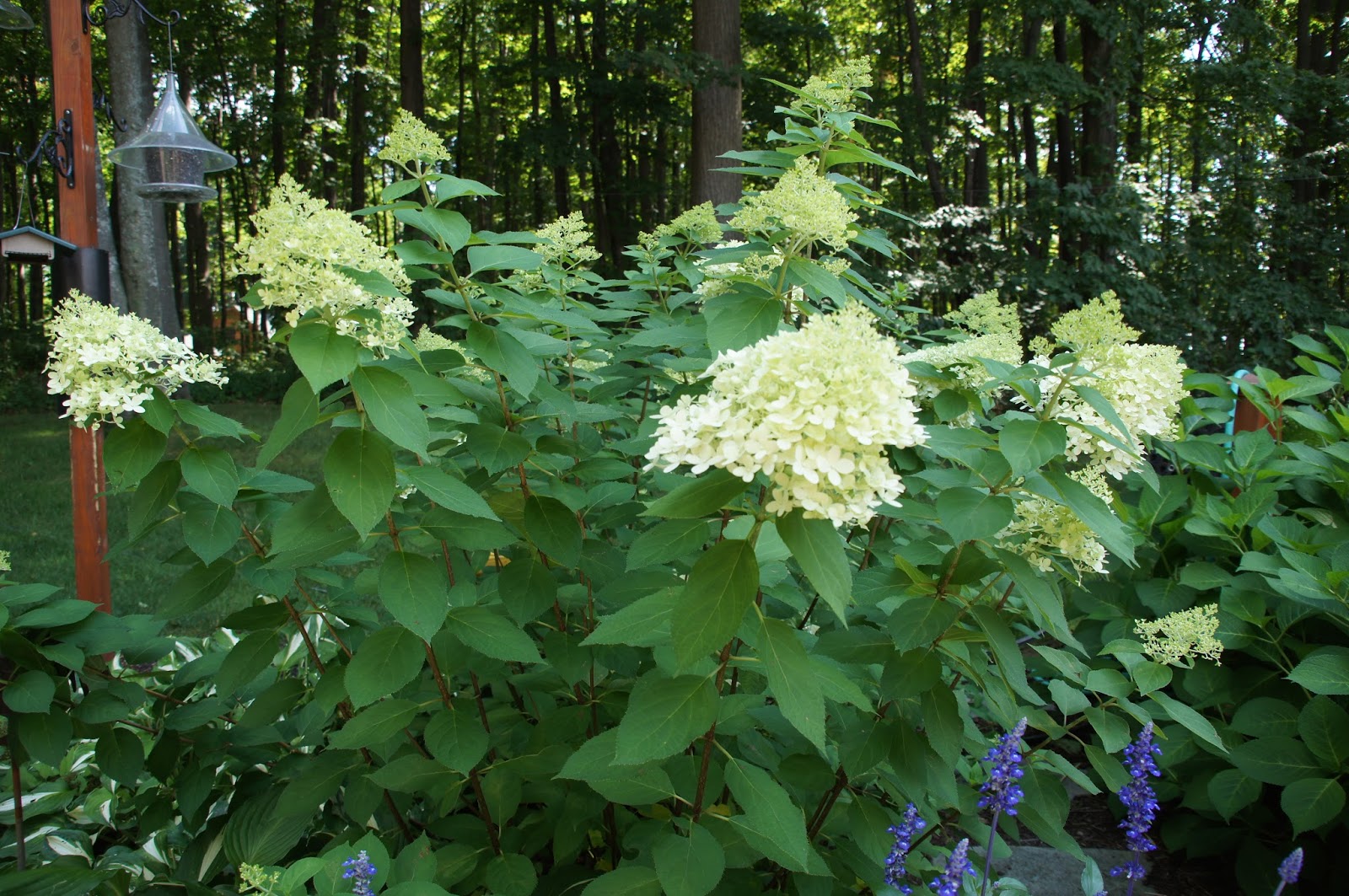 The Wonderful Little Quick Fire Panicle Hydrangea