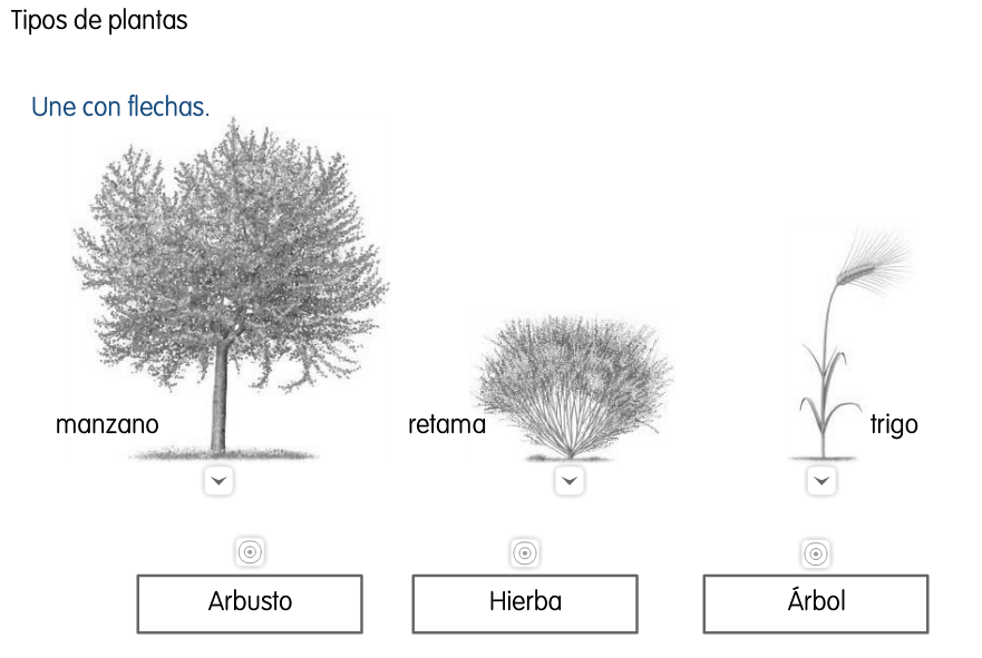 Blog de Ana Bastida 2º TIPOS DE PLANTAS ÁRBOLES, ARBUSTOS Y Blog de Ana Bastida 2º TIPOS DE PLANTAS ÁRBOLES, ARBUSTOS Y