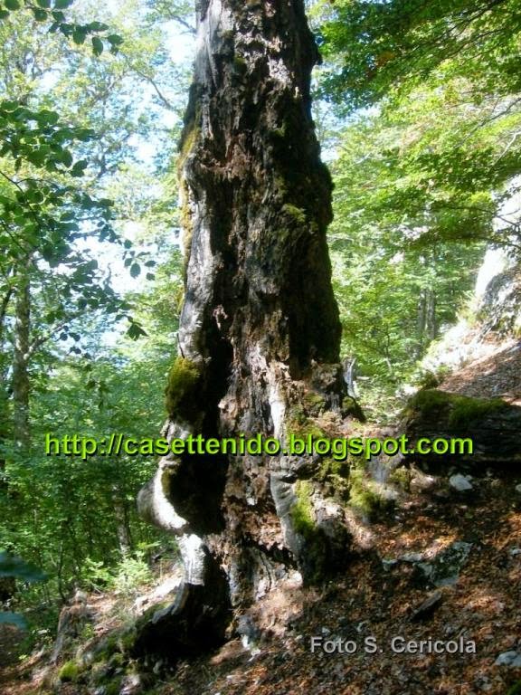 20 Chiodi In Alluminio Per Cassette Nido Uccelli - 3 Misure (45mm, 65mm, 80mm), Ecologici E Sicuri - Foto 12