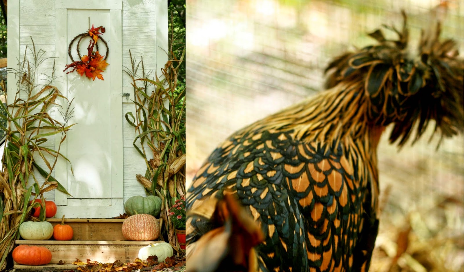 Church Chicken Coop Most Creative Chicken Coop Sunday Sisters