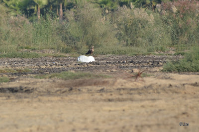 Raptor @ Dubai Pivot Field