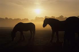 horses by ted hughes