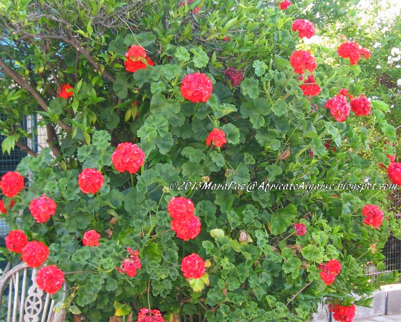 Red geranium