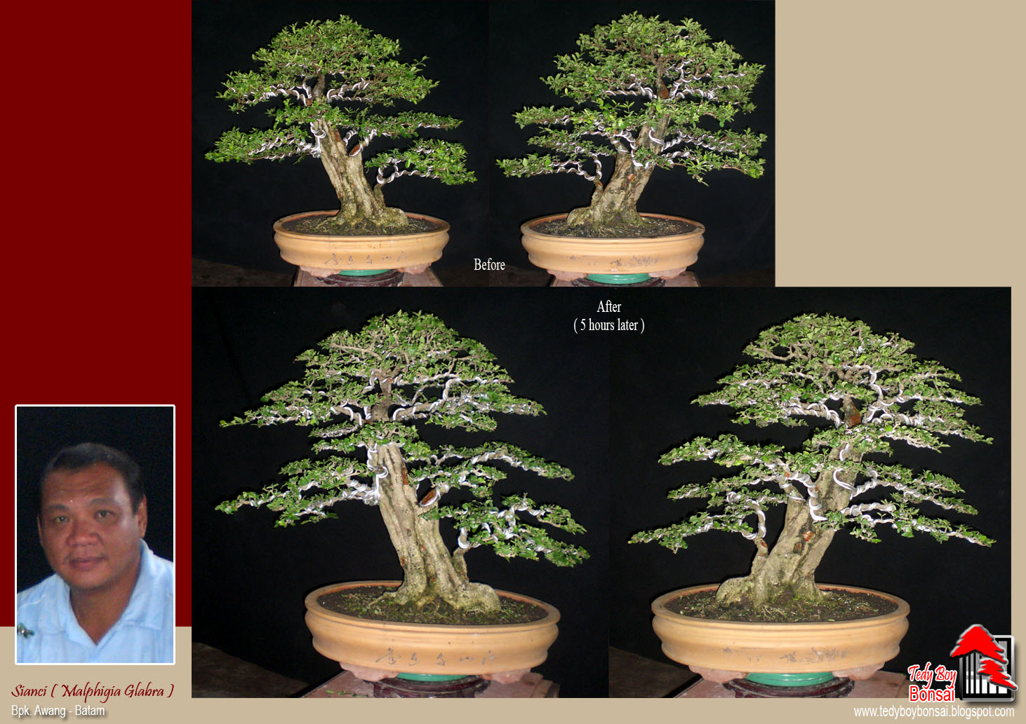 Bonsai Tedy Boy Bonsai INDONESIA irasty