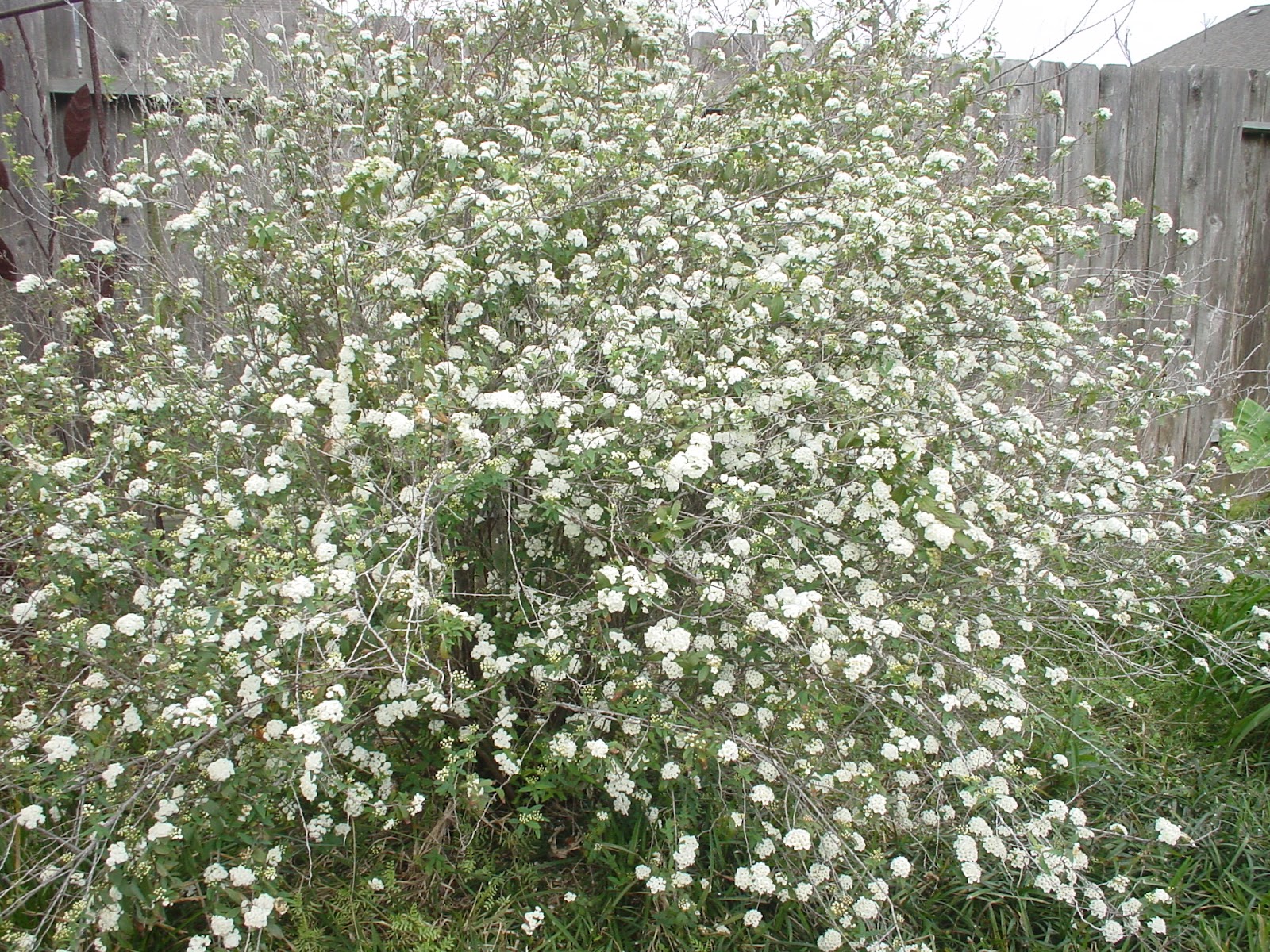 Spirea Spirea Victory Bridal Wreath Spirea Spirea Plant