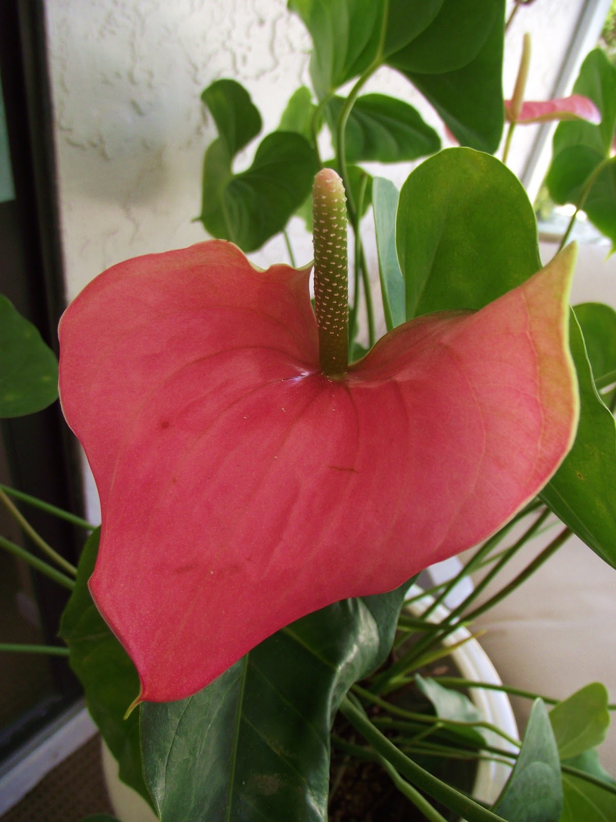 A WHITEWASHED COTTAGE Pink Peace Lily
