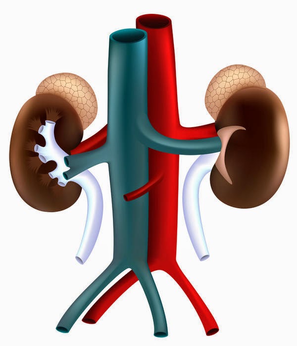 treatment for kidney disease About Stage 4 Chronic Kidney Disease Information