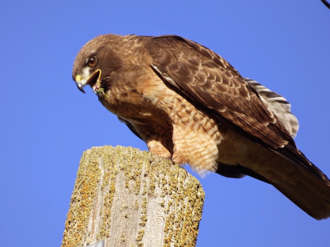 geotripper s california birds red tailed hawk at the geotripper s california birds red tailed hawk at the