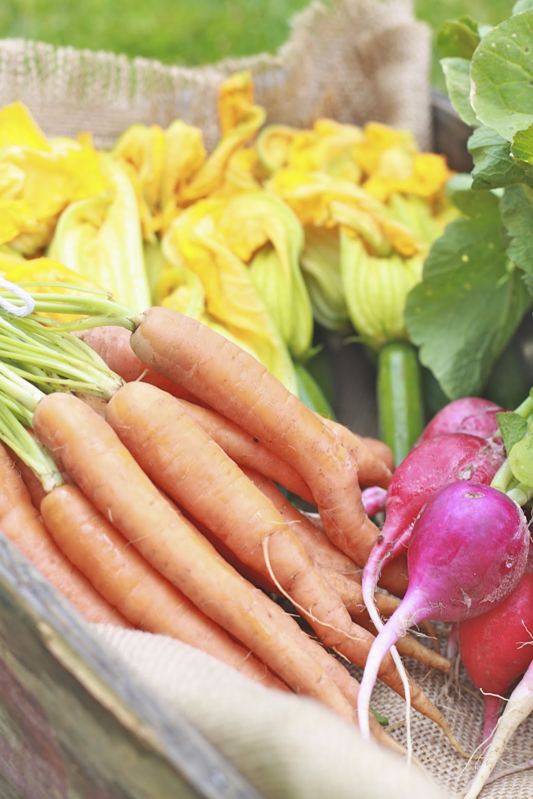 Epicurean Mom Stuffed Mozzarella Squash Blossoms with Rosemary