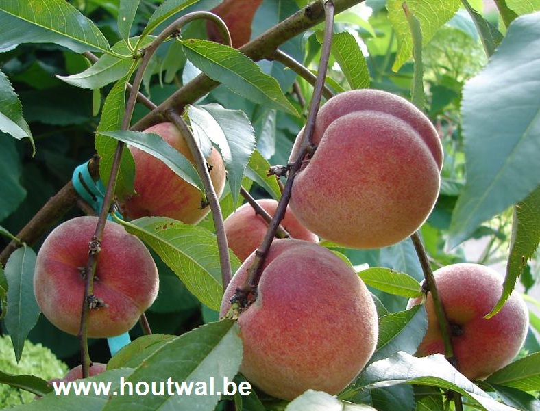 Inheems en uitheems fruit Vers geplukte perzik en nectarine smaken